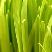 智能算法引擎的DDOS在线攻击平台